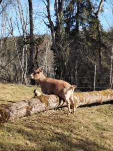 Eine Ziege reibt ihren Bauch an einem Baum